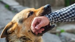 A,Male,German,Shepherd,Bites,A,Man,By,The,Hand.
