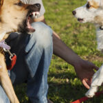 Two,Mixed,Breed,Dogs,And,Their,Trainer,On,The,Lawn