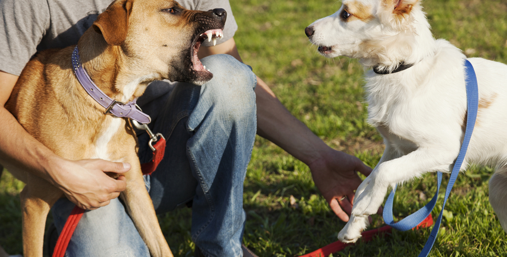 Two,Mixed,Breed,Dogs,And,Their,Trainer,On,The,Lawn