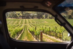 A,View,From,The,Side,Of,A,Car,,Overlooking,Rows